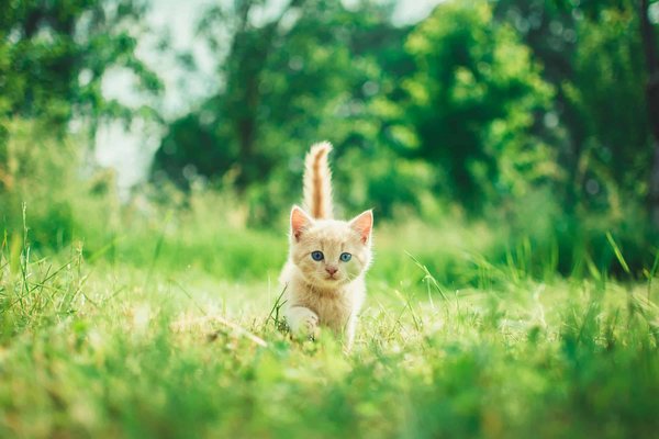 Quelles sont les meilleures stratégies pour déménager avec un chaton?